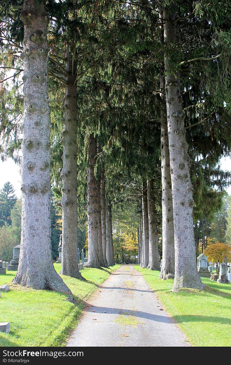 Tall gorgeous pine trees lining the walkway in an old cemetary on a sunny fall day. Tall gorgeous pine trees lining the walkway in an old cemetary on a sunny fall day.