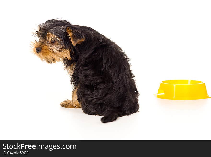 Yorkshire terrier sitting with a bowl. Yorkshire terrier sitting with a bowl