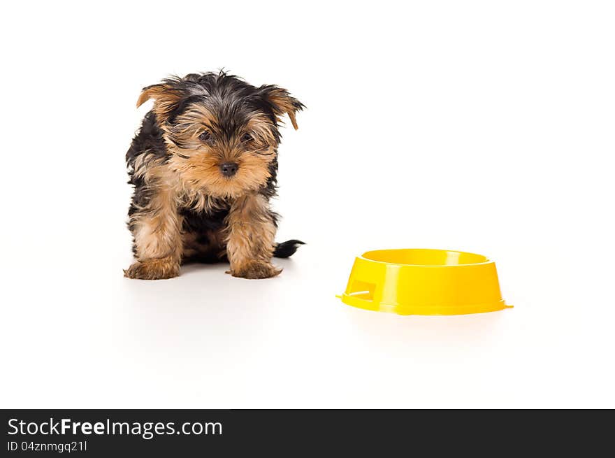 Yorkshire terrier looking down isolated