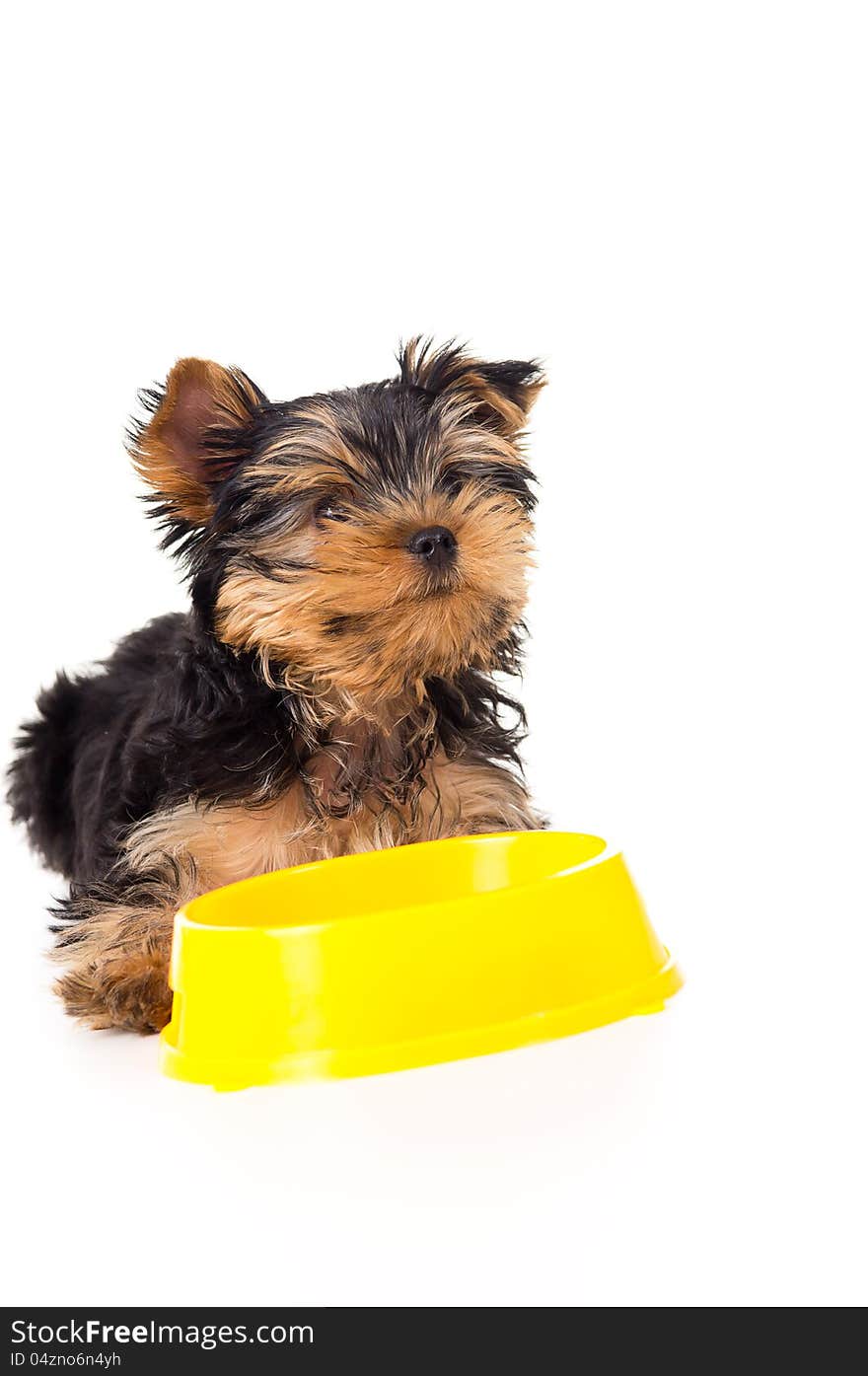 Yorkshire terrier puppy with a bowl