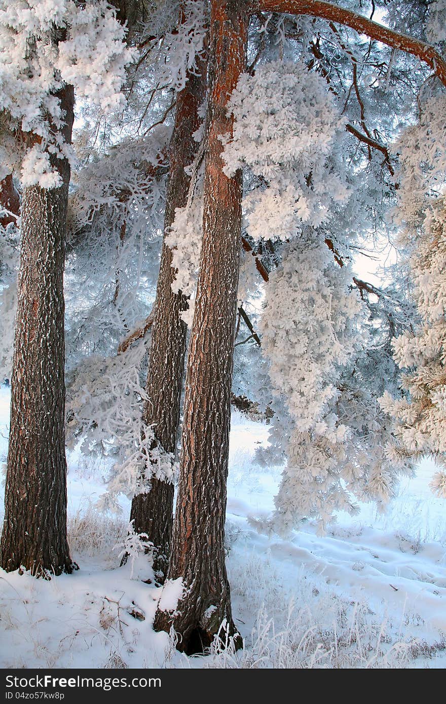 Winter Forest