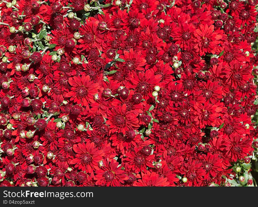 Flowers of red daisies background. Flowers of red daisies background