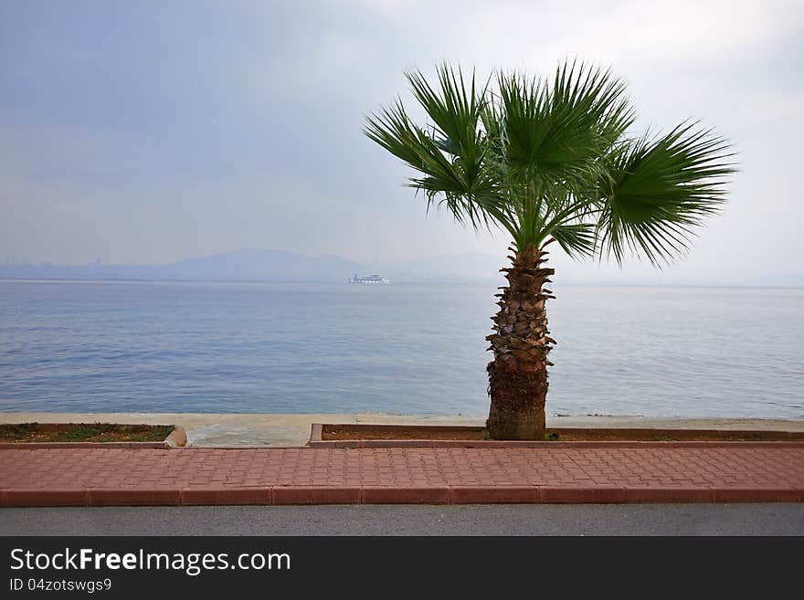 Palm tree on the beach