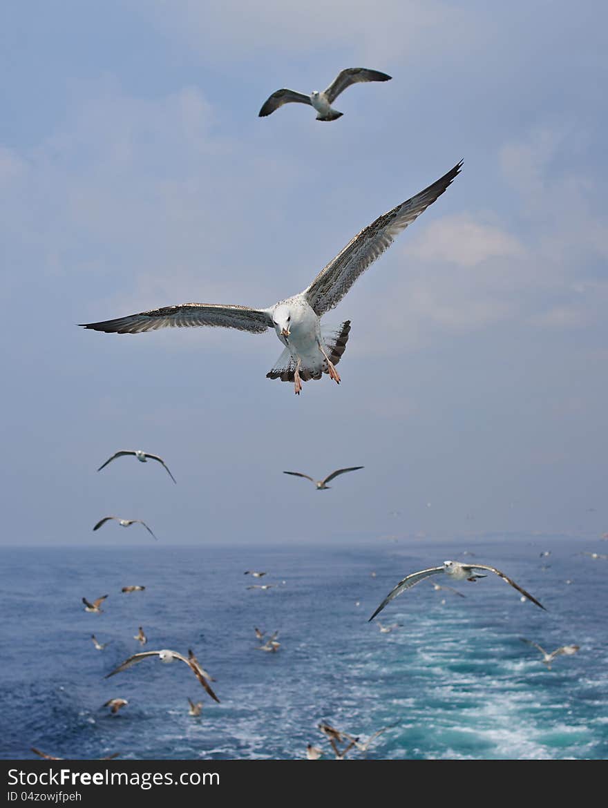 Seagull on a background beautiful sky