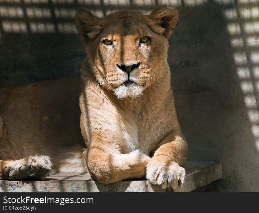 Lying lioness resting in the afternoon sun