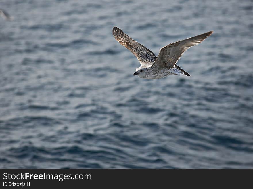 Seagull on a background beautiful sky