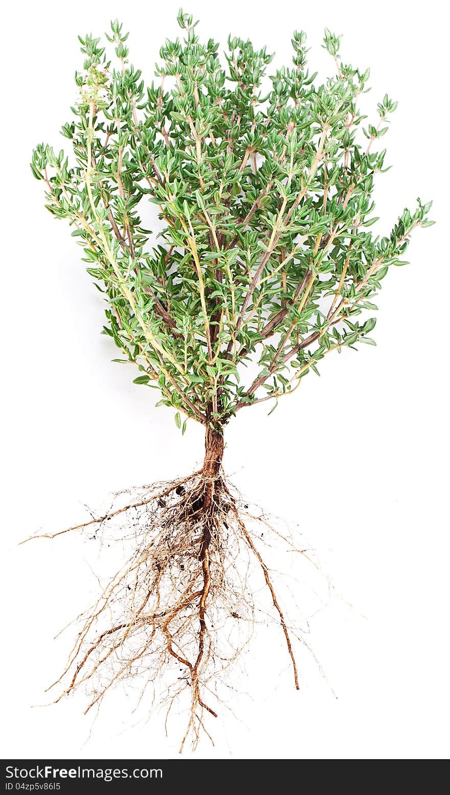 Thyme herb on white background. Thyme herb on white background.