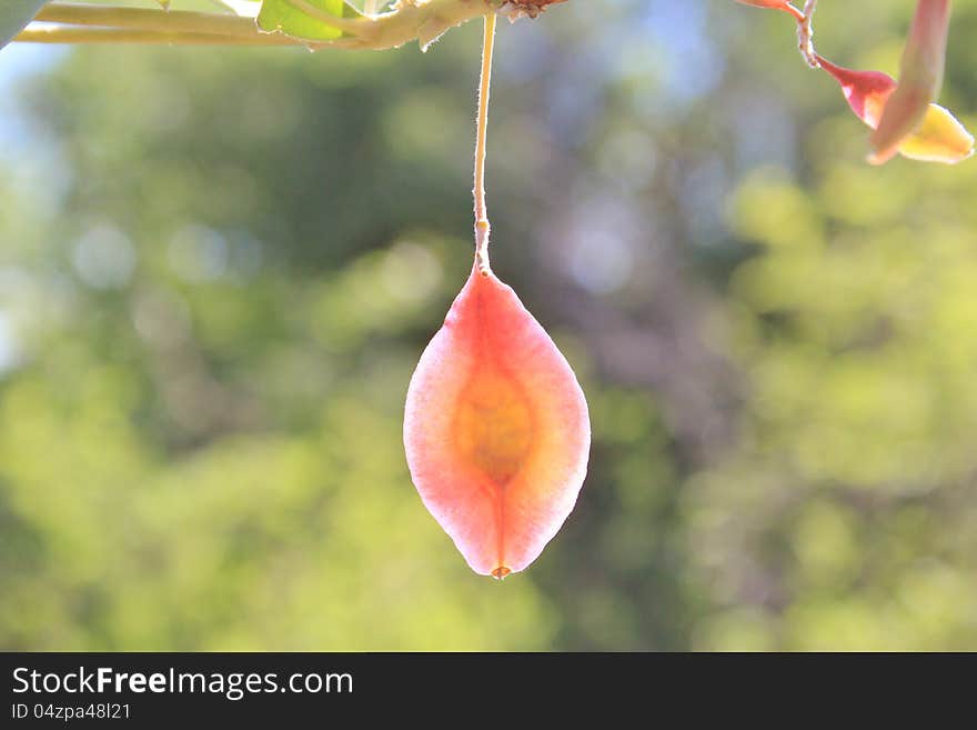 Seed pods from the Combretum Hereroensis tree found in Namibia, Africa. This during the Summer Season of Southern Africa. Seed pods from the Combretum Hereroensis tree found in Namibia, Africa. This during the Summer Season of Southern Africa.