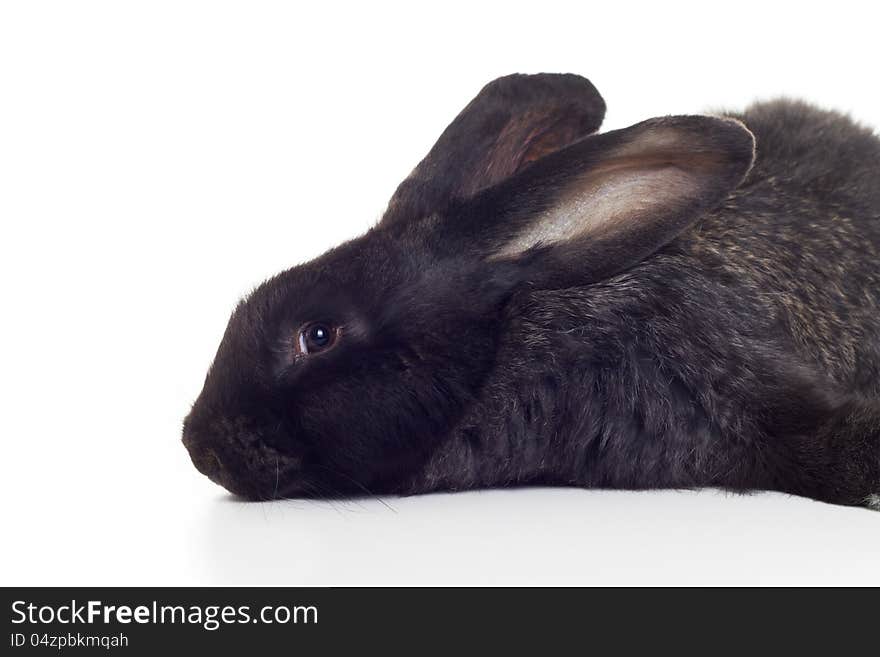 Black rabbit shot against white background