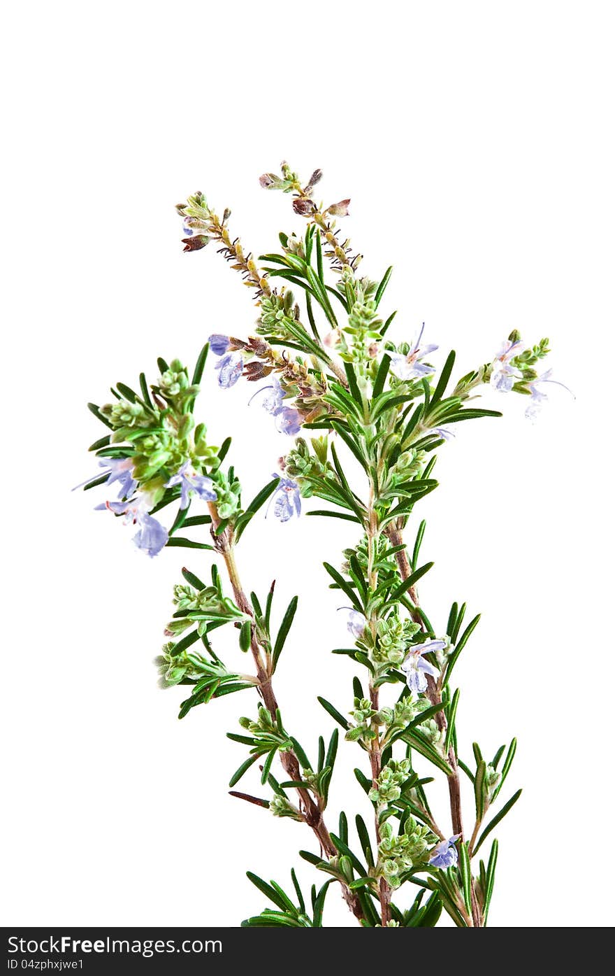 Flowering Rosemary Bush