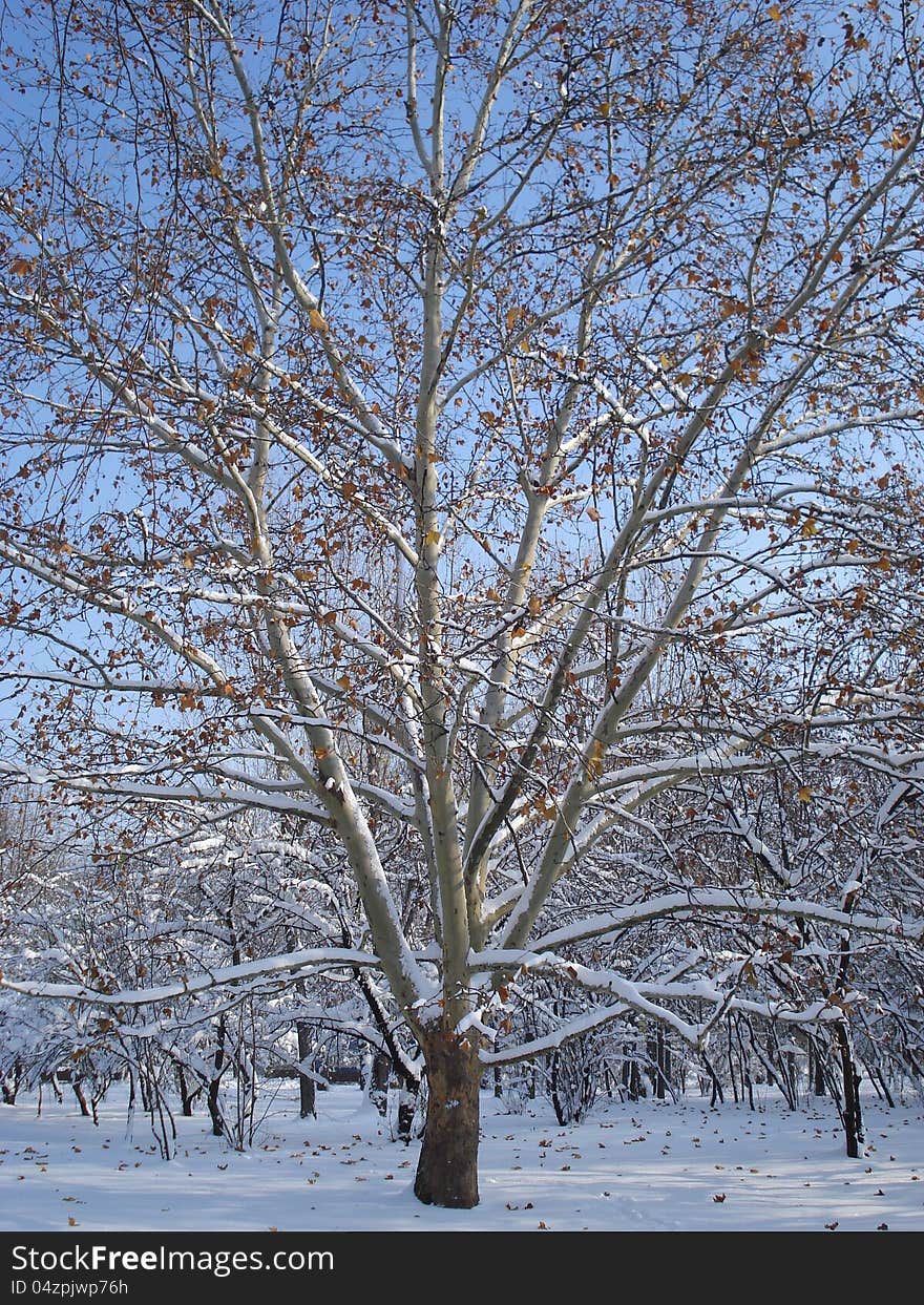 Sycamore covered by snow in a park