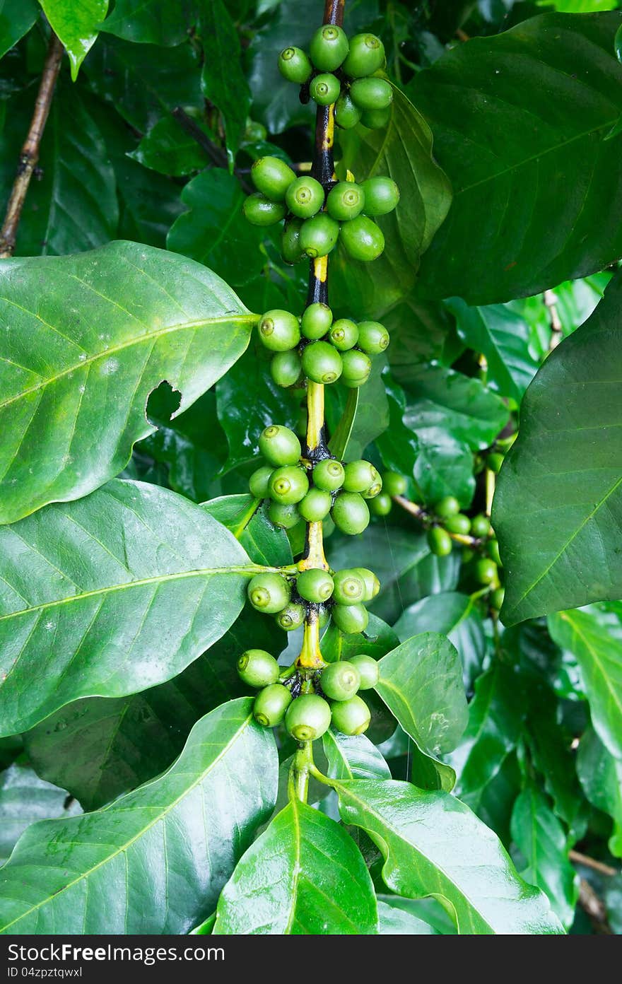 Unripe coffee beans on the branch. Coffee is grown by Thai hill tribe people.