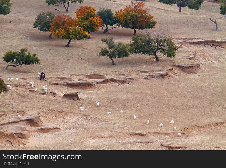 Shepherd