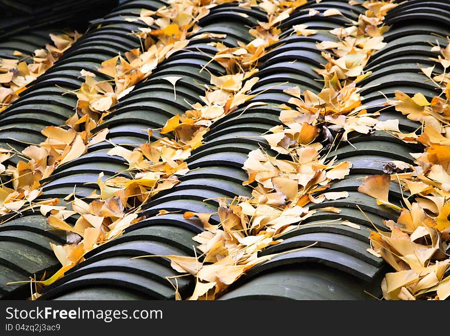 Chinese old roof tiles on the fallen leaves of Ginkgo. Chinese old roof tiles on the fallen leaves of Ginkgo