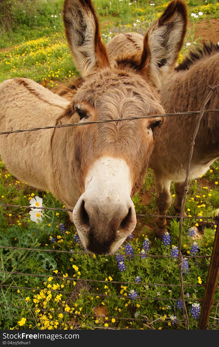 Donkey Close Up