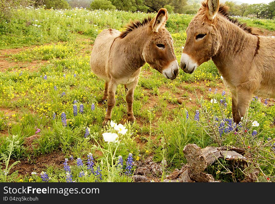 Cute kissing donkeys in field with bluebell flowers.