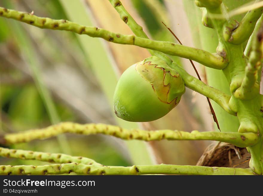 Light coconut ball branch with leaf. Light coconut ball branch with leaf