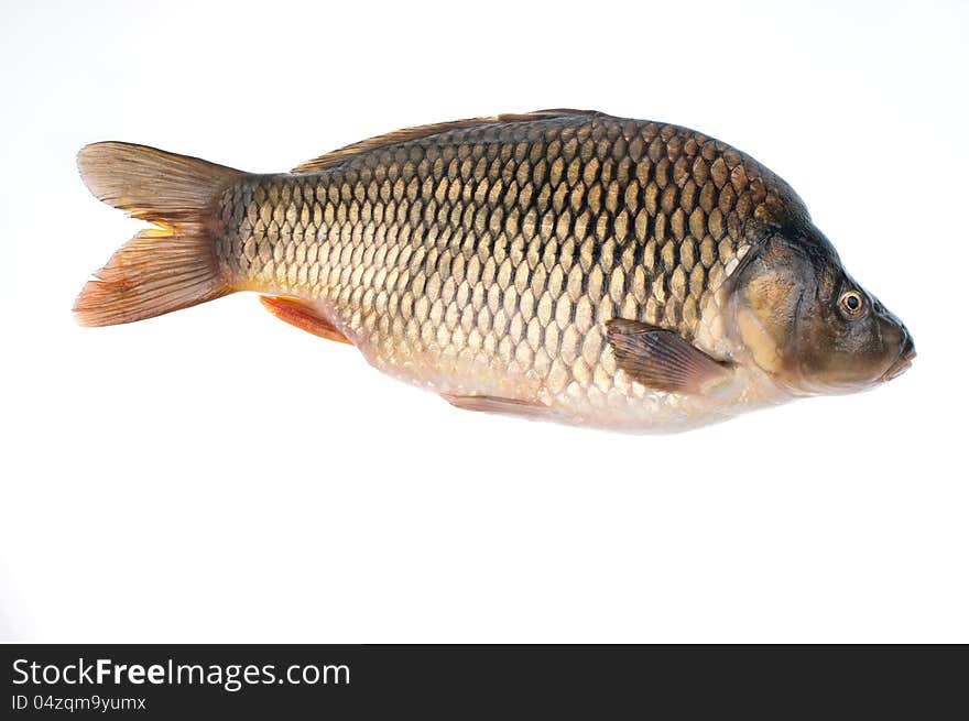 Carp- fish on a white background. Carp- fish on a white background