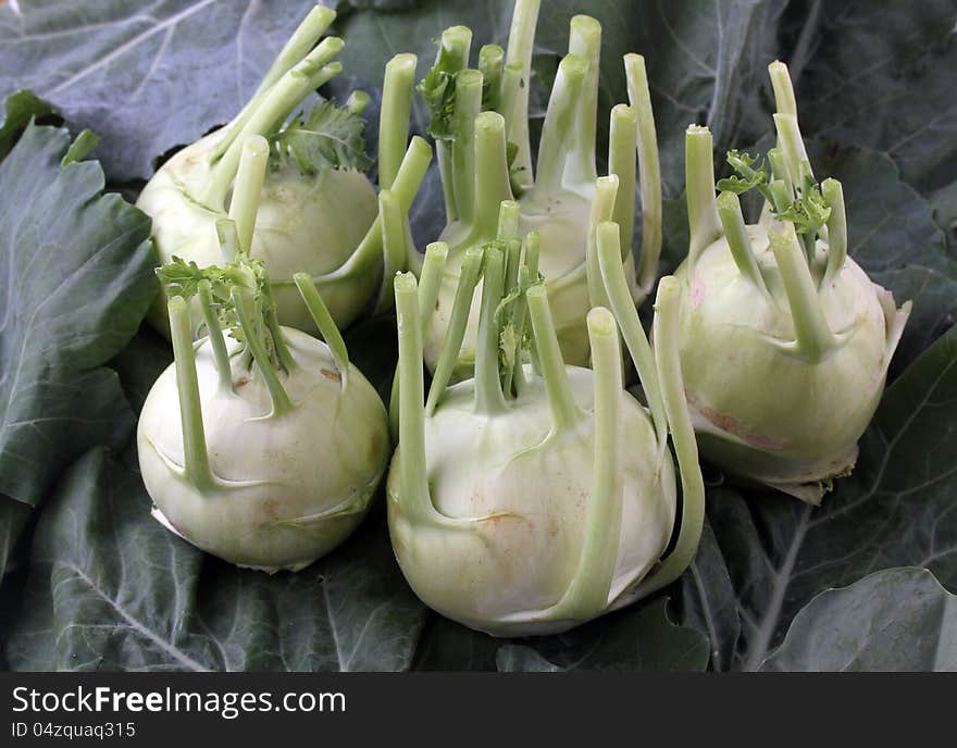 Fresh, organic, vegetable crop of kohlrabi(brassica oleracea) with leaves cut of from the stem