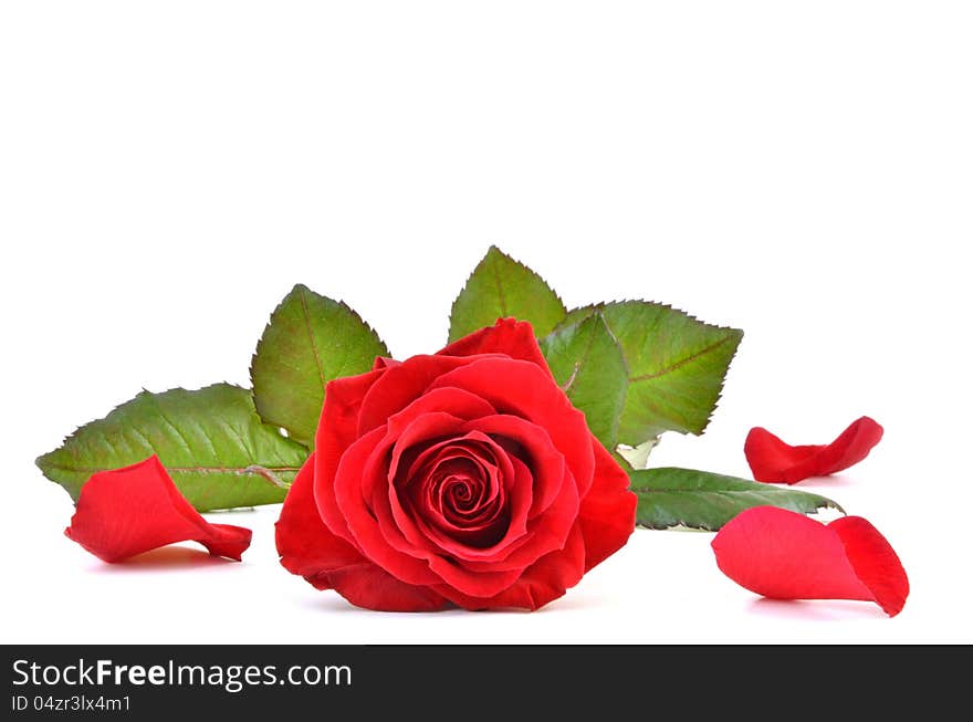 Red rose isolated on white background