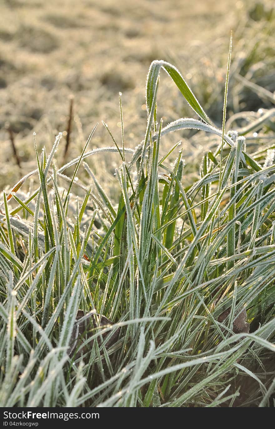 Hoarfrost On Grass