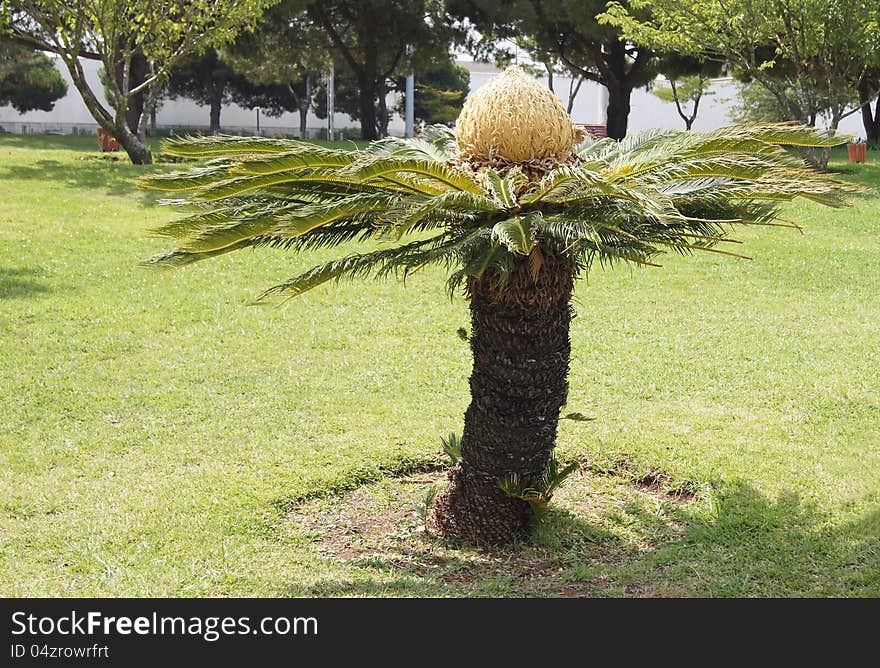 Mini palm in garden on lawn