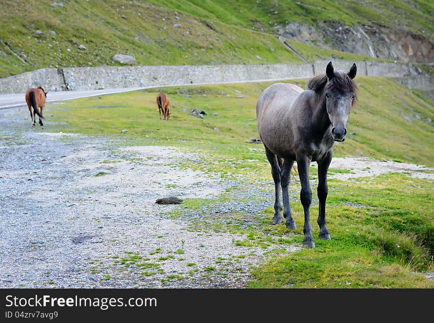 Mountain road with green grass and wild horses being free.