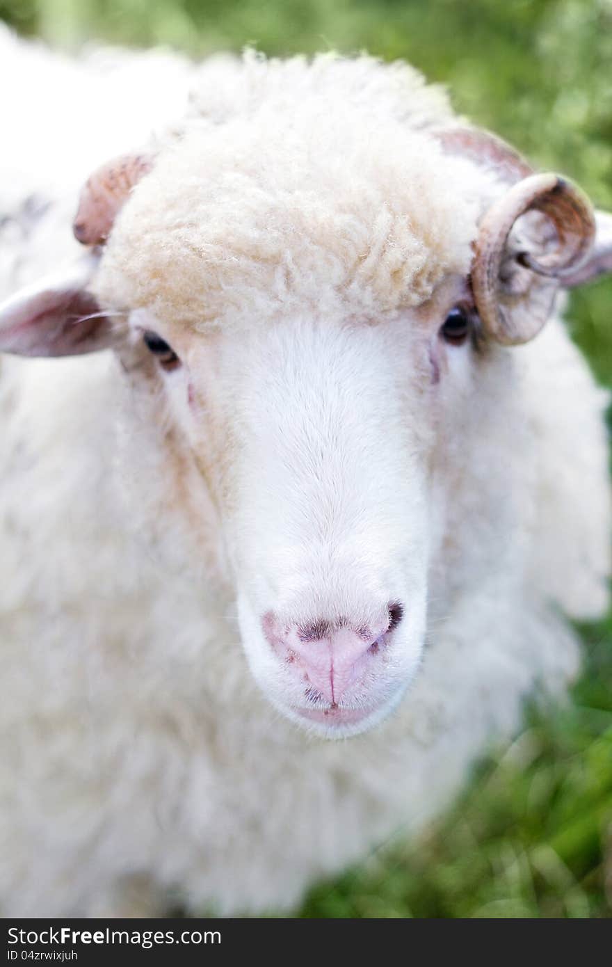 Portrait of sheep