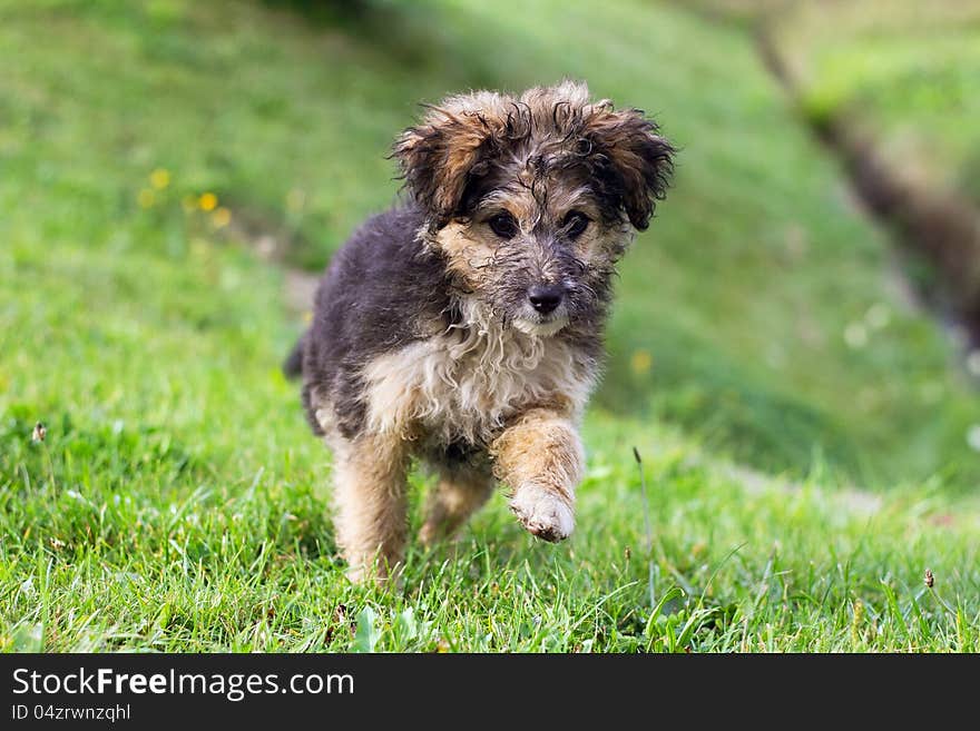 Little curly dog running on the lawn. Little curly dog running on the lawn