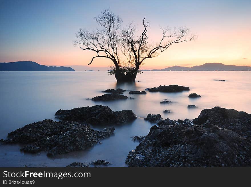 Mangrove trees and landscape sunset scene. Mangrove trees and landscape sunset scene