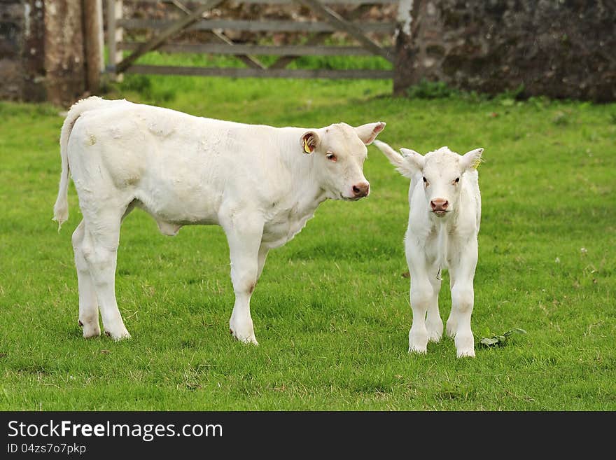 Blonde cattle range in colour from pure white, to a light tan. They are excellent beef cattle. Here you can see two calfs of varying ages, seen as part of a herd in Kinross, Scotland. Blonde cattle range in colour from pure white, to a light tan. They are excellent beef cattle. Here you can see two calfs of varying ages, seen as part of a herd in Kinross, Scotland