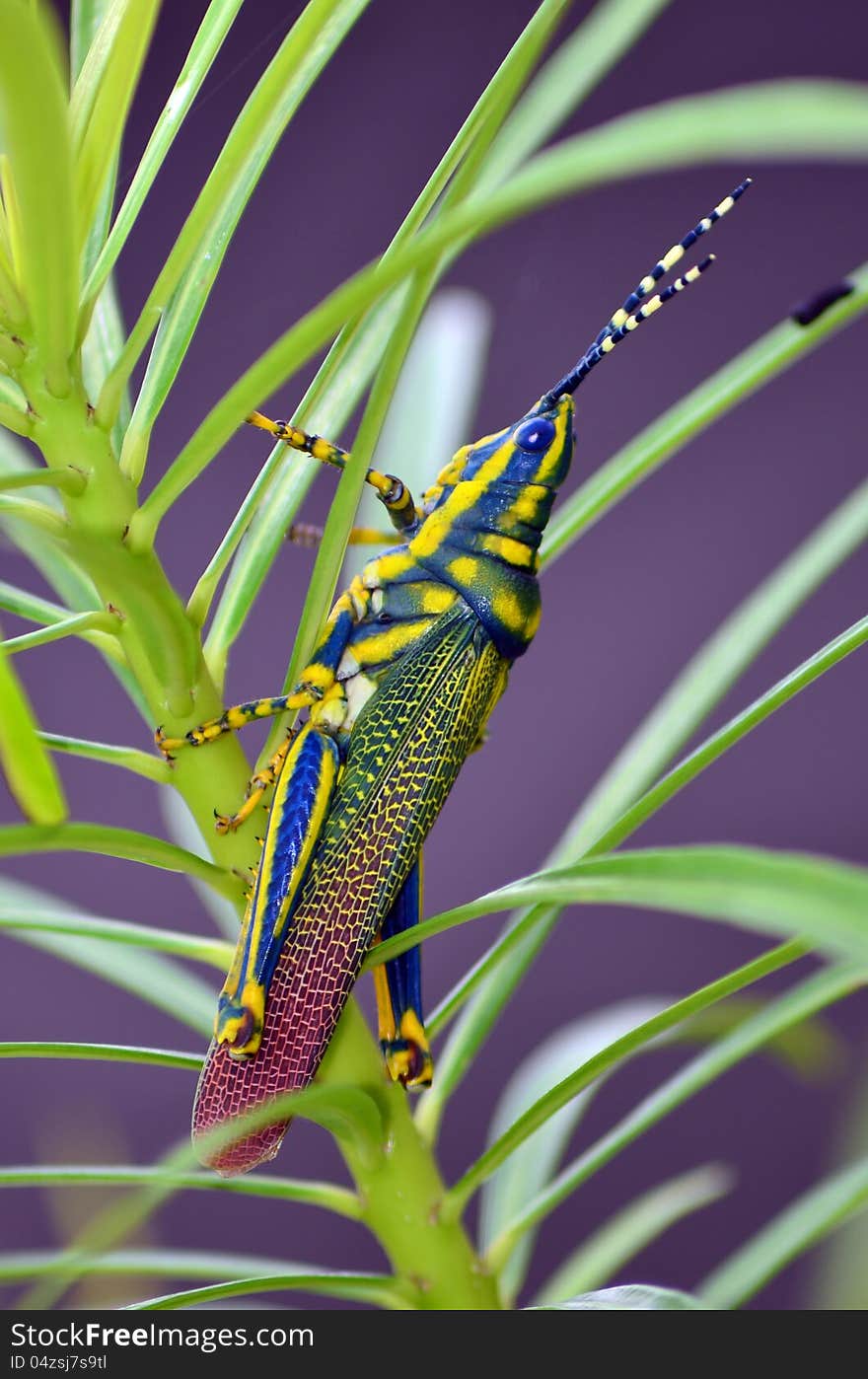 Painted Grasshopper