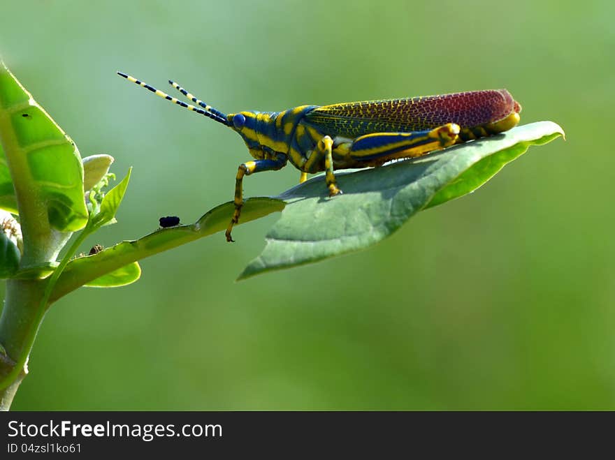 Painted Grasshopper