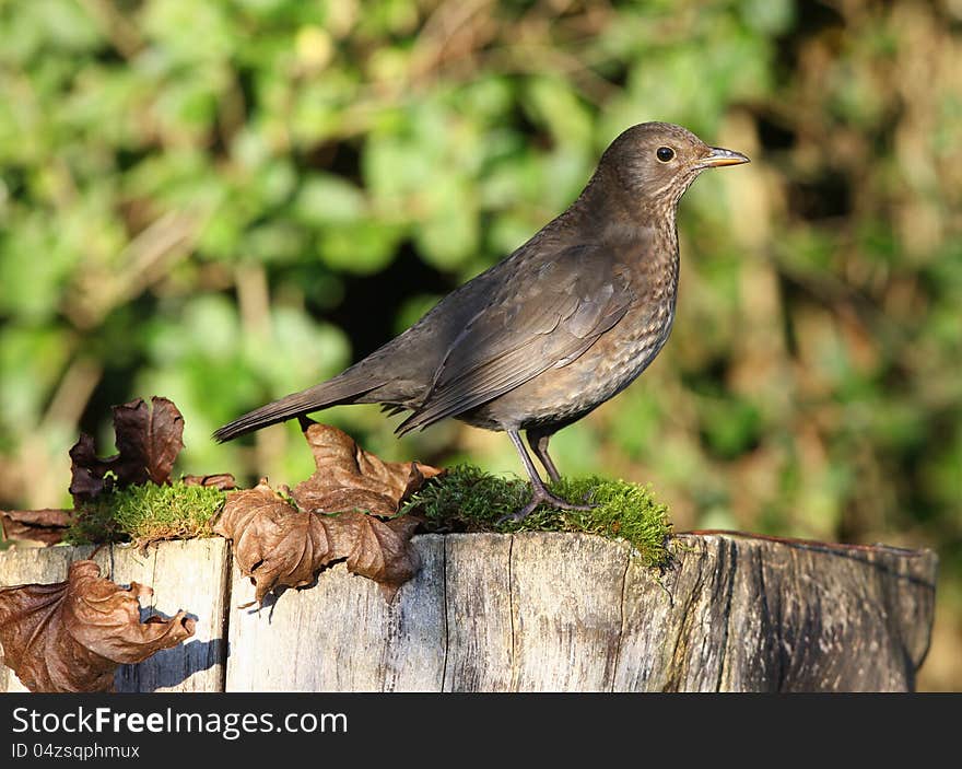 Close up of a female Blackbird on a tree stump in autumn