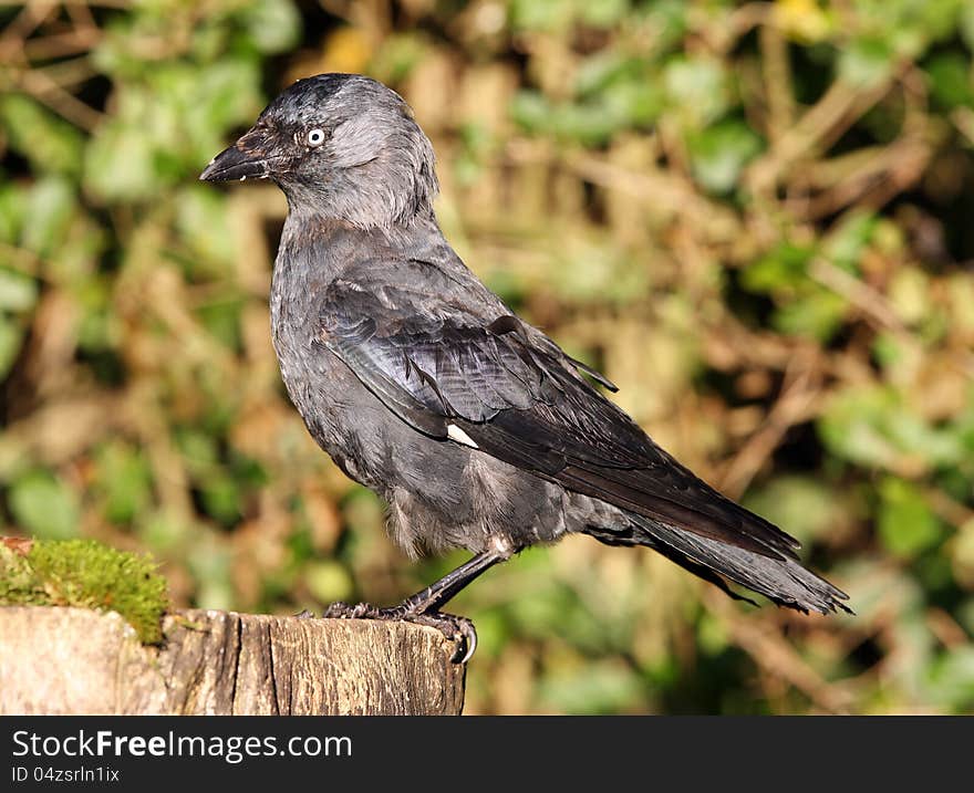 Portrait of a very old Jackdaw on a tree stump in autumn