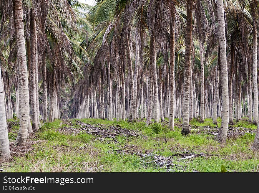 Large plantation of coconut