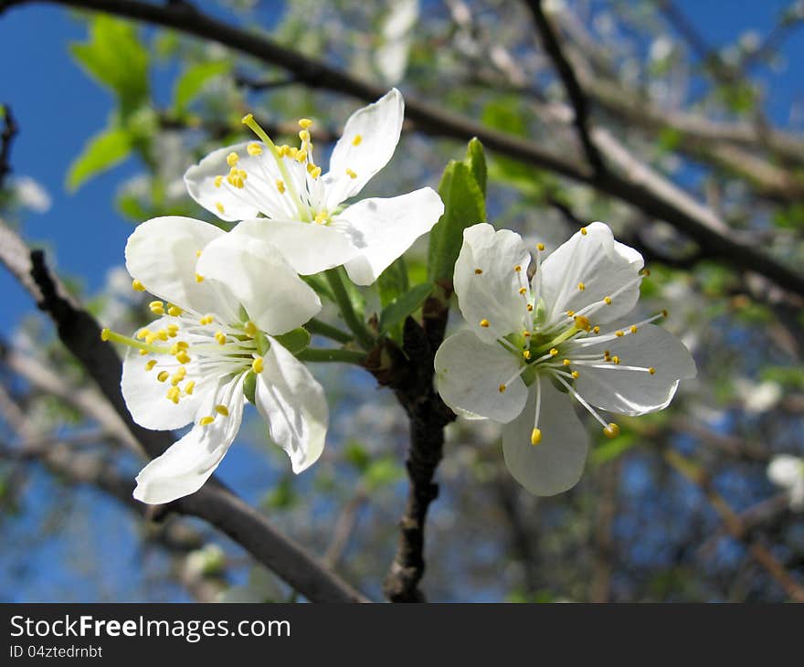 The image of tree of a blossoming cherry