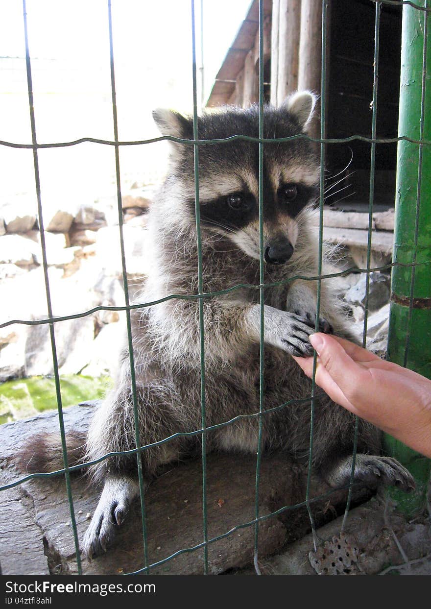 The image of raccoon with asking paw behind a bar