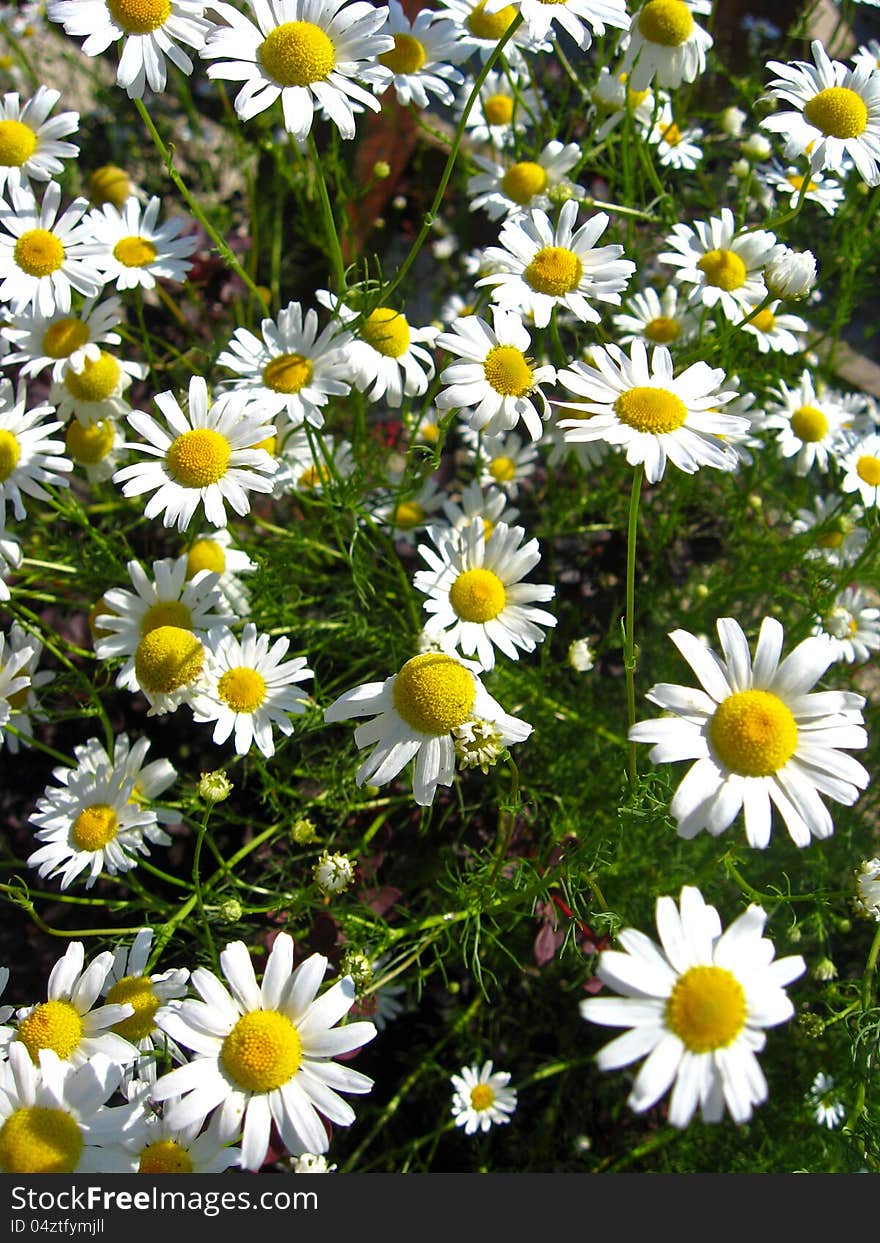 Beautiful bed  with small chamomiles