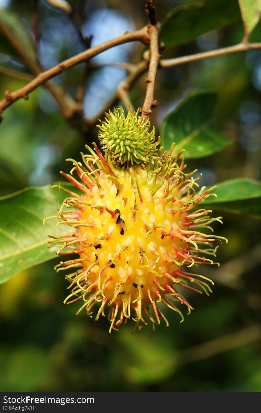 Ripe yellow rambutan fruit