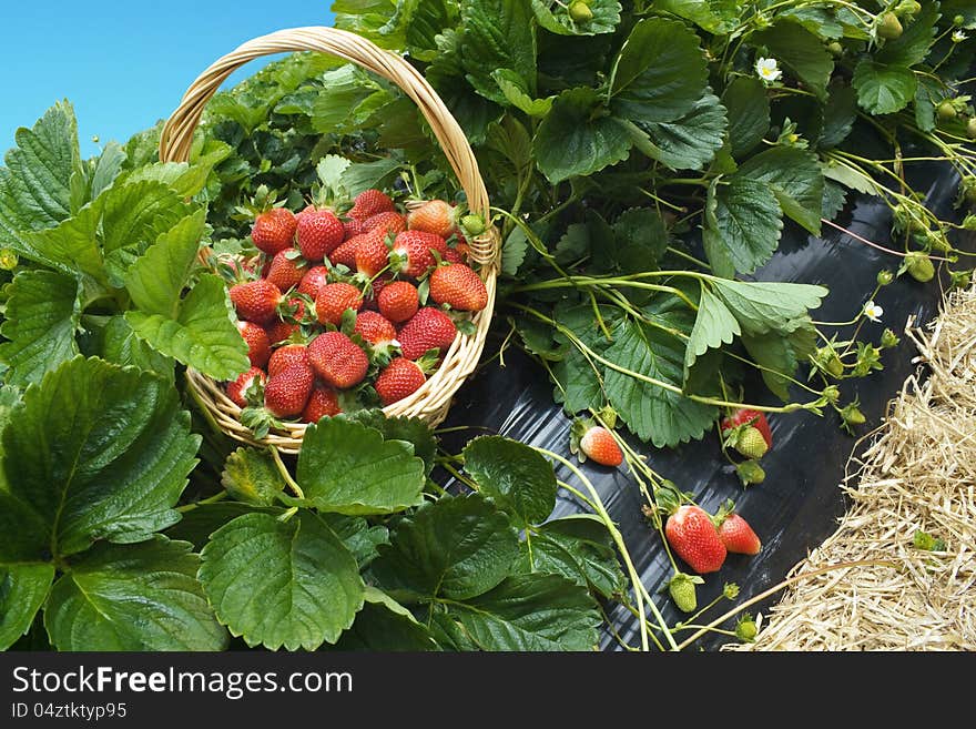 Strawberries in the basket in the field. Strawberries in the basket in the field