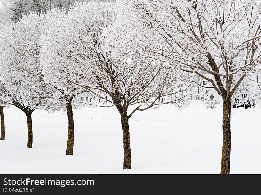 Frozen Willow Trees