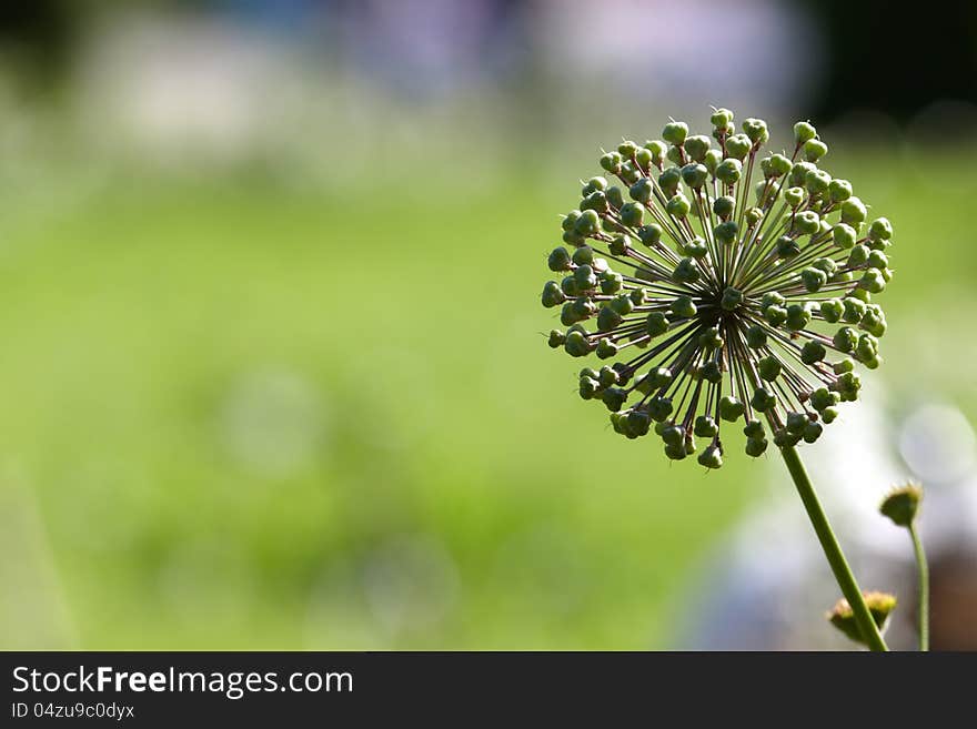 Decorative onion