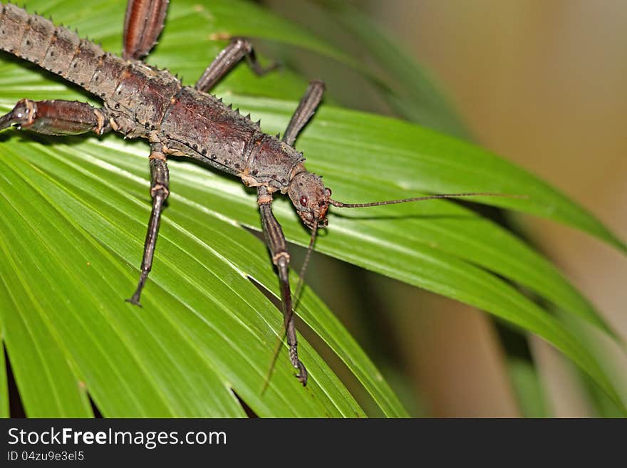 Living stick on palm leaves. Living stick on palm leaves