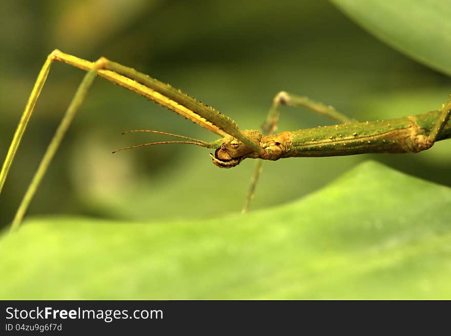 Insect living stick in profile on leaf. Insect living stick in profile on leaf