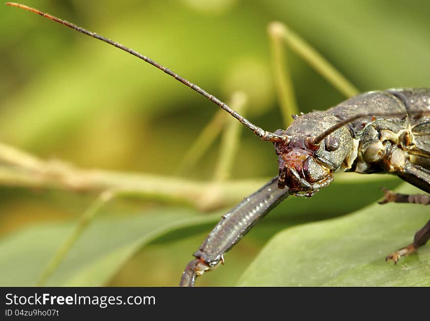 Monster - stick insect