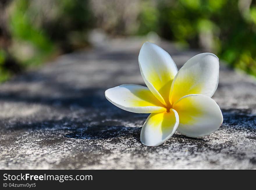 Plumeria flower on cement road