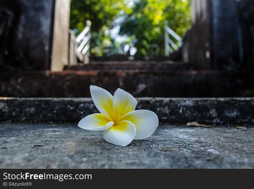 Plumeria Flower On Cement Staircase