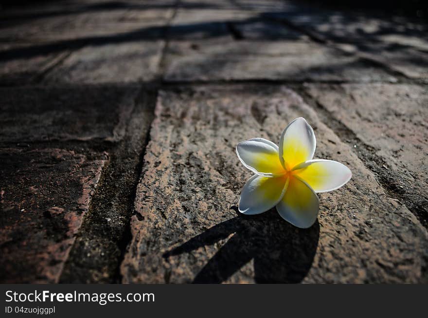 Plumeria