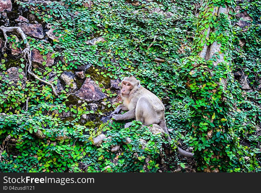 One monkey on the green leaf wall. One monkey on the green leaf wall